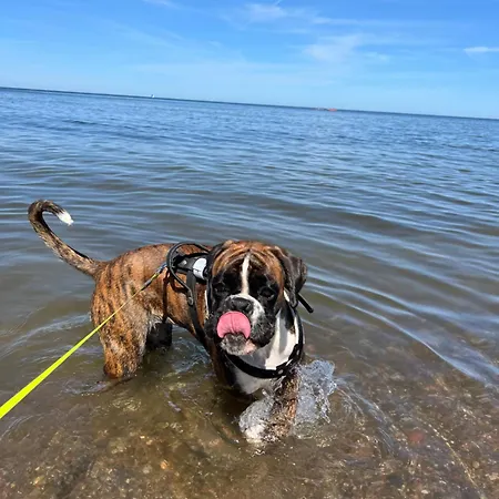 Dogs Welcome! Na Zacisznej אכסניה