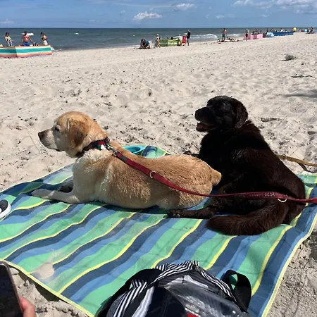 Dogs Welcome! Na Zacisznej אכסניה *