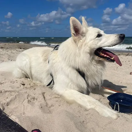 Dogs Welcome! Na Zacisznej אכסניה