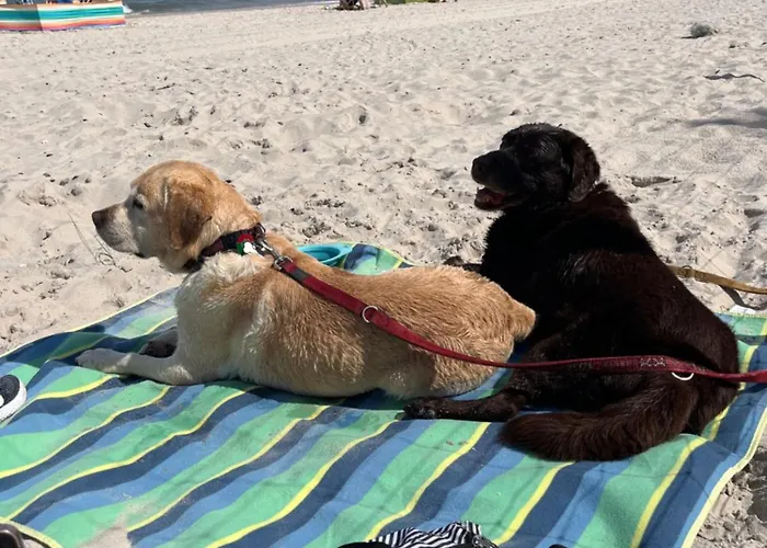 Dogs Welcome! Na Zacisznej Lodge *